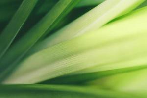 Closeup of beautiful nature view green leaf on blurred greenery background in garden with copy space using as background wallpaper page concept.i photo