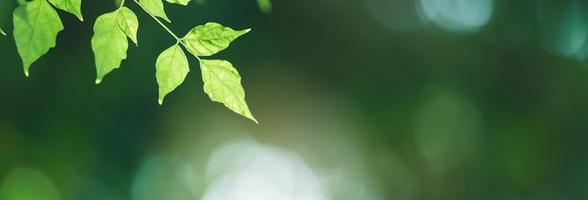 Closeup of beautiful nature view green leaf on blurred greenery background in garden with copy space using as background cover page concept. photo