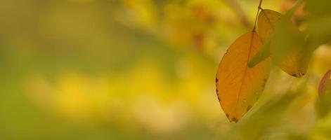 Closup of brown orange autumn leaf fall nature view on blurred background in garden with copy space using as background cover page concept. photo