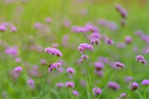 Honey bee pollinating pink purple flower in garden on blurred greenery background in garden with copy space using as background cover page concept. photo