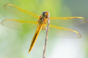 A dragonfly perching in the glow of early morning. photo