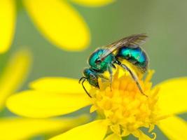 A green sweat bee feeding on a yellow bloom. photo