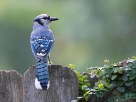 A blue jay, cyanocitta cristata, perching on a wooden fence in Texas. photo