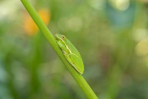 A green tree frog blending with the greenery in Houston, Texas. photo