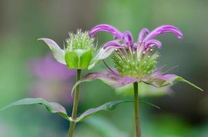 Purple Bee Balm flowers attract many pollinators to the garden, among them bees, butterflies, and hummingbirds. photo