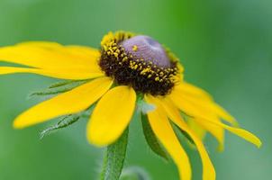 Las flores de rudbeckia son una adición brillante y alegre al jardín. foto