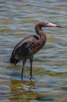 la garceta rojiza es una garza de tamaño mediano con un estado casi amenazado, aunque la población está aumentando. foto