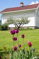 un grupo de tulipanes morados frente a un césped y una casa blanca y luminosa. foto