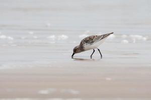 A small sanderling foraging in the sand at the water's edge. photo