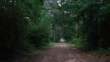 A dark tunnel of green leading the eye along the path into the distance.. photo