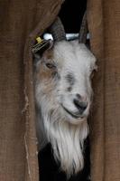 A white goat with a long beard peeking out of its burlap covered shelter. photo