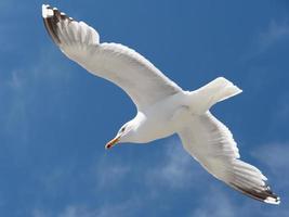 A seagull in flight, seen from below and oriented toward the left. photo