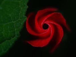 Close up of a red turks cap flower bud, malvaviscus arboreus, against a dark background. photo