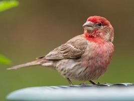 A male house finch stopping for a bath and a drink. photo