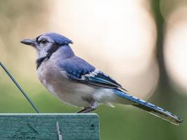 un bluejay visita un alimentador de plataforma en texas. foto