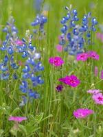 flores silvestres de bluebonnet y phlox que florecen en un prado de texas durante la primavera. foto