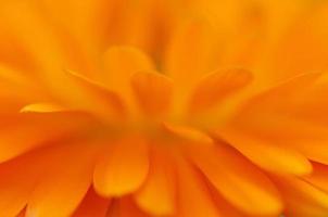 toma abstracta de primer plano de una flor de caléndula naranja. poca profundidad de campo con foco en el borde de los pétalos. foto