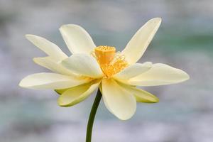 A yellow lotus blooming at Brazos Bend State Park in Texas. photo