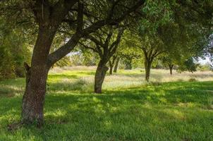 A field of shady grass under the canopy of trees where the dappled light of the sun filters through the branches. photo