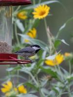 un carbonero de carolina, poecile carolinensis, encaramado en un comedero frente a los girasoles maximillianos. foto