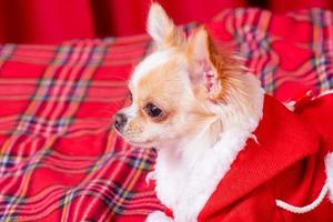 A dog in a Santa suit. Christmas photo of a chihuahua on a red blanket.