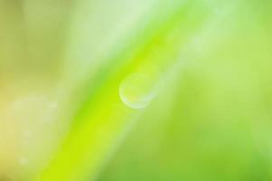 Blurred focus defocus light. Abstract background of natural green color. photo