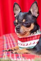 Chihuahua portrait. A mini chihuahua dog in a Christmas bandana on a red background. photo