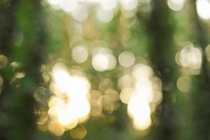 Defocus forest. Defocus glare from the sun's rays at sunset. photo