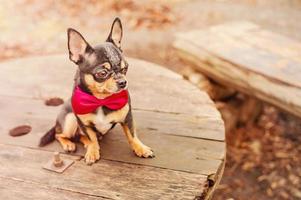 Chihuahua tricolor dog in a red bow tie. Small thoroughbred dog in nature. photo