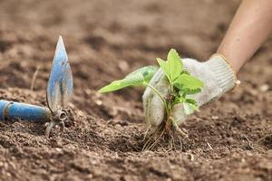 Woman hands with hoe garden tool planting the strawberry plants at the garden photo