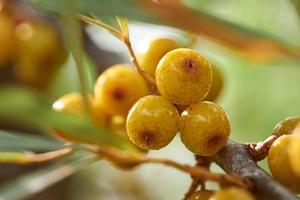 Sea buckthorn berries close - up on the background of branches. photo