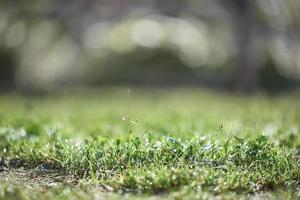 Green lawn after rain. Grass close-up. The background in the blur. photo