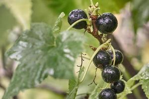 rama de grosella negra con gotas de agua después de la lluvia. foto