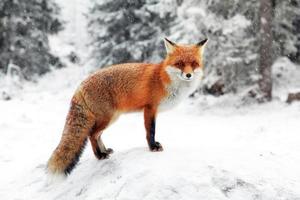 Red fox in winter snowy forest photo