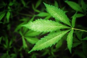 Marijuana leaf. Background of cannabis plants photo