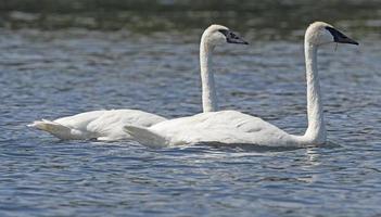 Mating Pair of Trumpeter Swans photo