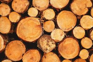 Close up of cut tree trunks of various diameters lying stacked photo