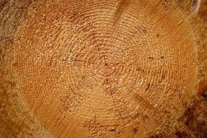 Cross section of tree trunk log circular texture photo