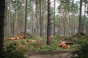 Cut tree trunks of various diameters lying stacked in a forest on green grass surrounded by still standing trees photo