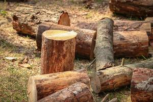 Pine tree logs and stumps with and without bark lie in a forest after being cut photo