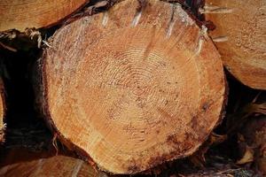primer plano del tronco de un árbol cortado apilado en un bosque después de ser cortado foto