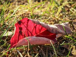 primer plano de la hoja de otoño roja sobre la hierba verde en la luz de la hora dorada foto