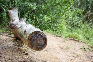 Dead old tree trunk lies on the ground on beach sand in bront of green grass background photo