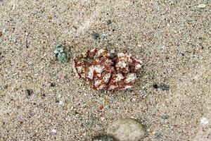 Close up of corals at the beach on the paradise island Seychelles photo