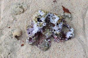 Close up of corals at the beach on the paradise island Seychelles photo