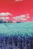 Infra red hyper color shot of flowering rape against a blue sky with clouds. Abstract landscape background with copy space. photo