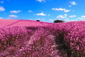 Infra red hyper color shot of flowering rape against a blue sky with clouds. Abstract landscape background with copy space. photo