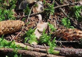 Forest soil texture background. The ground in a forest with pine cones, moss, grass, pine needles, autumn leaves. photo
