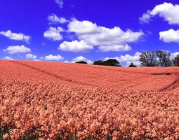 Infra red hyper color shot of flowering rape against a blue sky with clouds. Abstract landscape background with copy space. photo