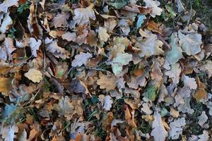 vista detallada de cerca en una textura de suelo forestal con muchas hojas coloridas foto